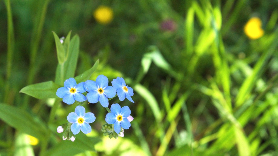 Kleine Schwertlilien Runde